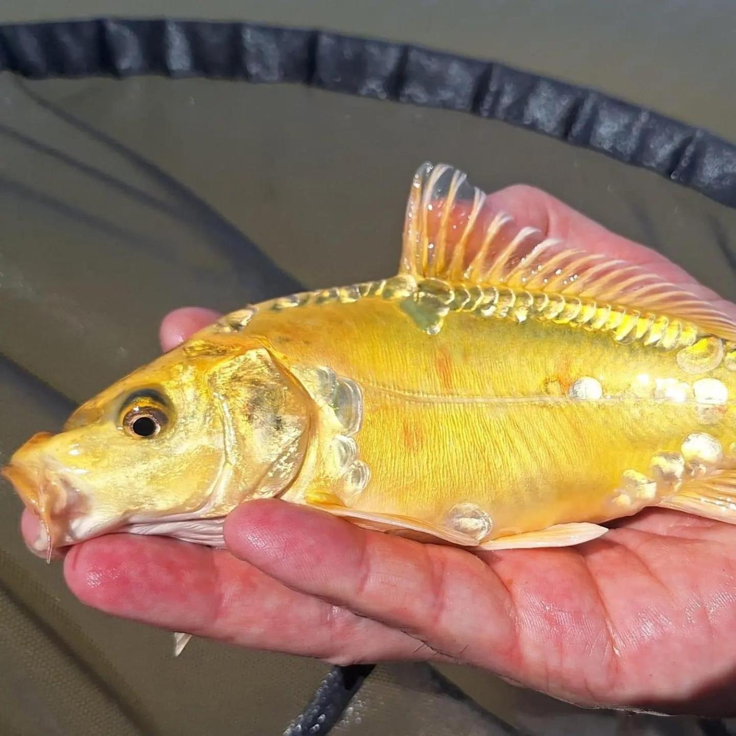 Lakeside Fishing Retreats Boston Rum bild